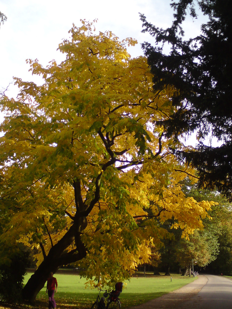Momiji - Herbstfarben